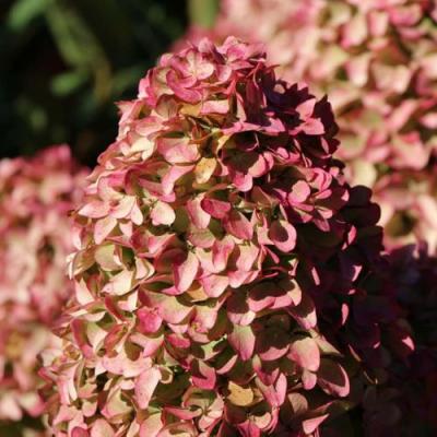 Мэджикал в Мозыре