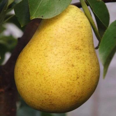 Крупная в Мозыре