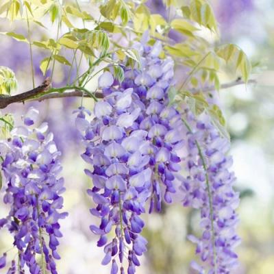 Глициния в Мозыре