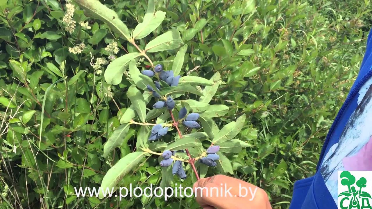 Превью видео