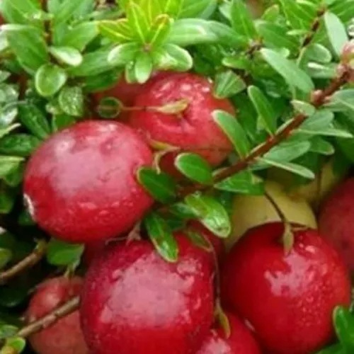 Клюква ХОЛЬШТАЙН в Мозыре