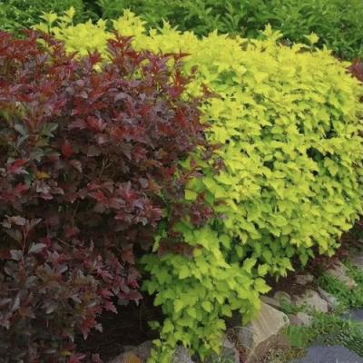 Калинолистный в Мозыре