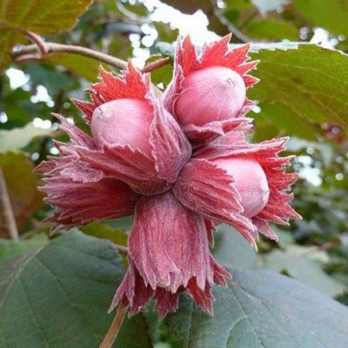 Фундук СКАРЛЕТТ в Мозыре