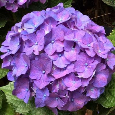 Фиолетовая в Мозыре