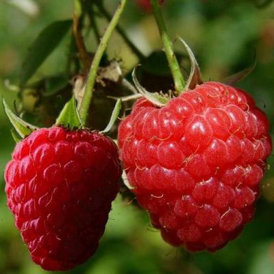 Кустовая в Мозыре