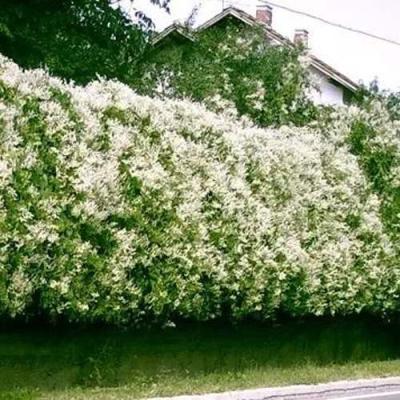 Фаллопия в Мозыре