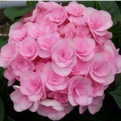 Махровая в Мозыре