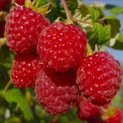 Ранняя в Мозыре