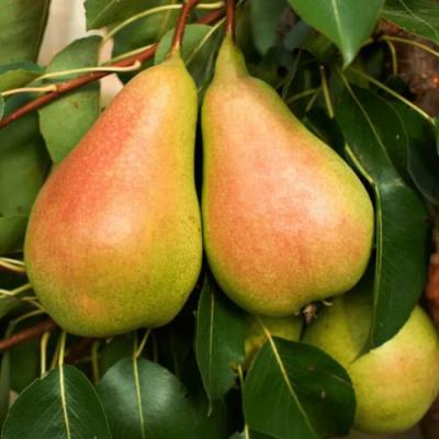 Сладкая в Мозыре