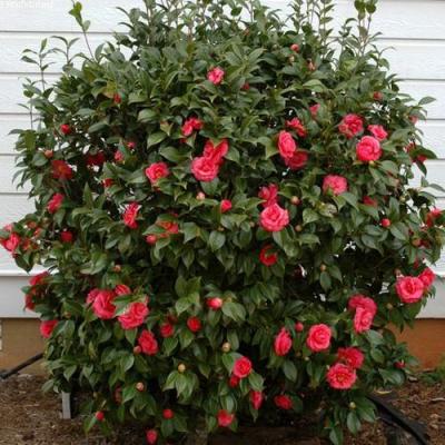 Камелия в Мозыре