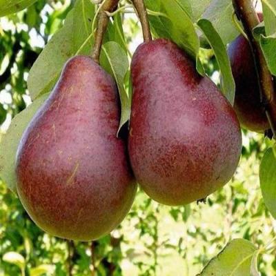 Красная в Мозыре