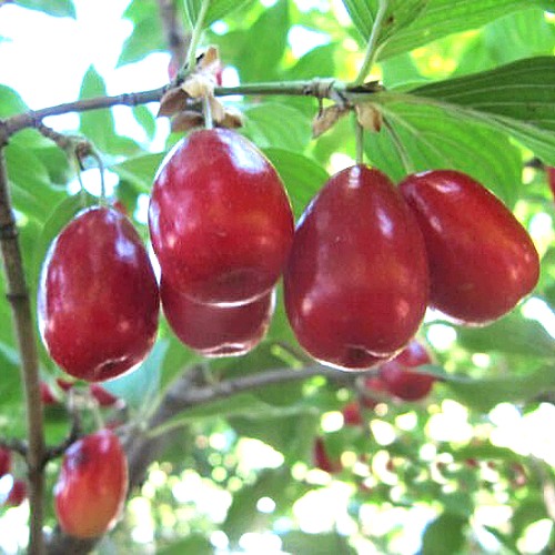 Кизил ЛУКЬЯНОВСКИЙ в Мозыре