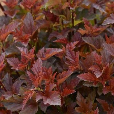 Красный в Мозыре