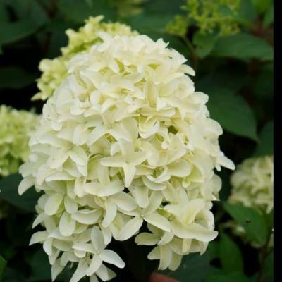 Средние в Мозыре