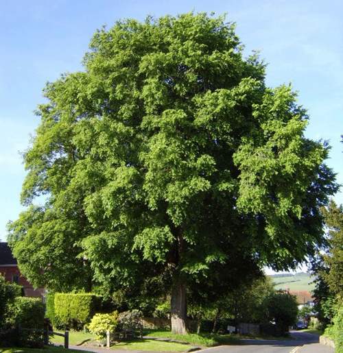 вяз дерево.jpg