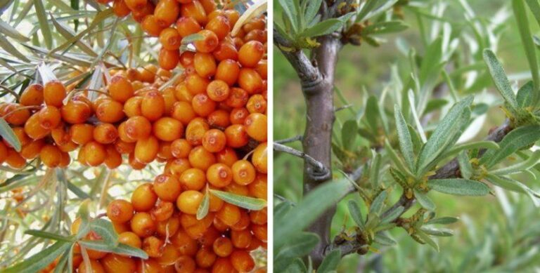 облепиха женская.jpeg