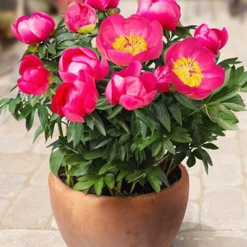 пион патио.jpg