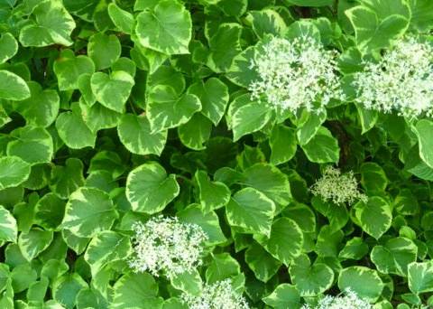 Черешковая гортензия описание.jpg