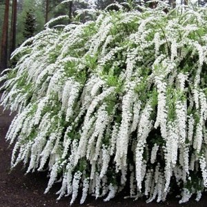 спирея грефшейм цветение 03.jpg