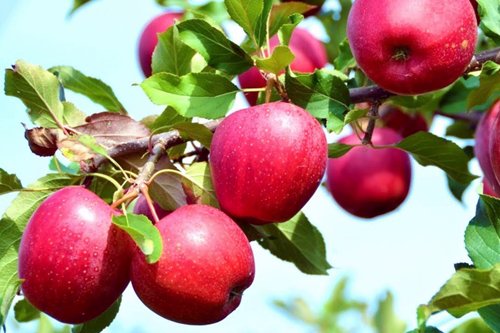 Красная яблоня.jpeg