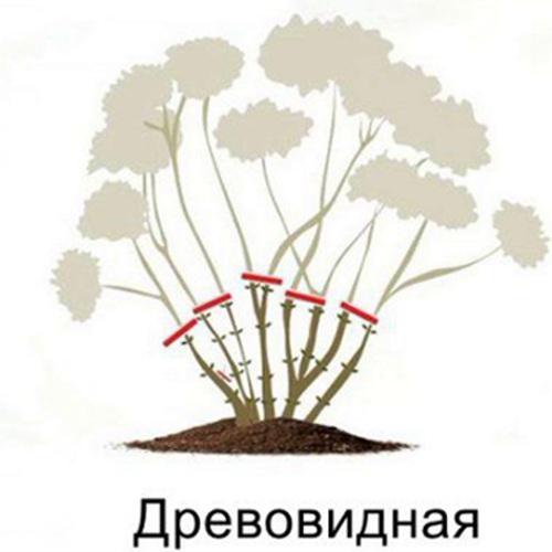 схема обрезки древовидно гортензии.jpg