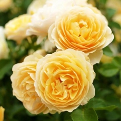 роза Грэхам Томас.jpg