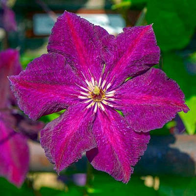 Клематис ГРЮНВАЛЬД в Мозыре