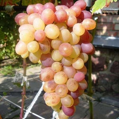 Саженцы винограда Блестящий