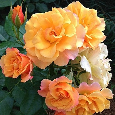 Роза ТЕКИЛА флорибунда  в Мозыре