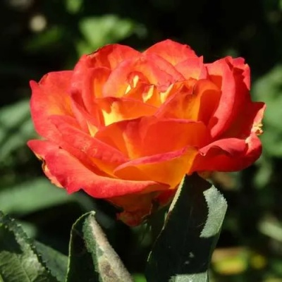 Роза ЛИНА чайно-гибридная  в Мозыре