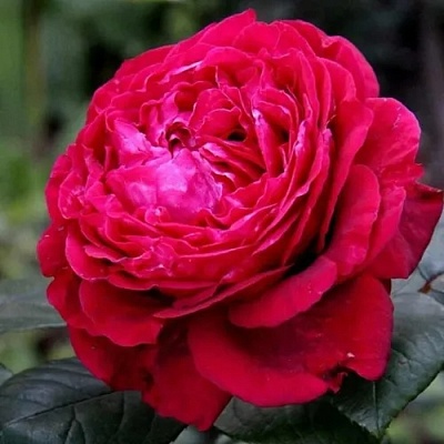 Роза 4 ВЕТРОВ флорибунда  в Мозыре