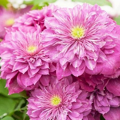 Клематис КАЙЗЕР в Мозыре