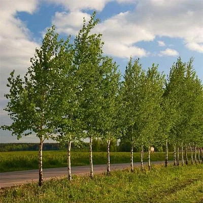 Береза обыкновенная в Мозыре