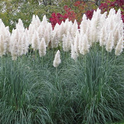 Кортадерия белая (пампасная трава) в Мозыре