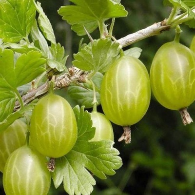 Крыжовник УРАЛЬСКИЙ ИЗУМРУД в Мозыре