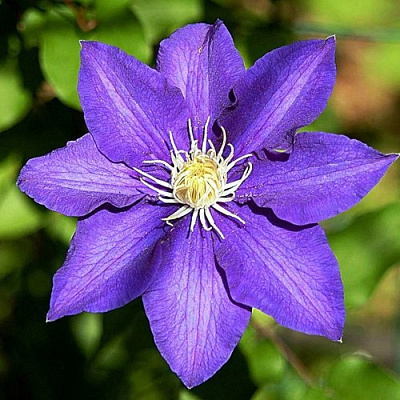 Клематис ЗЕ ПРЕЗИДЕНТ в Мозыре