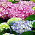 Гортензия ЭНДЛЕСС САММЕР ОРИДЖИНАЛ крупнолистная в Мозыре