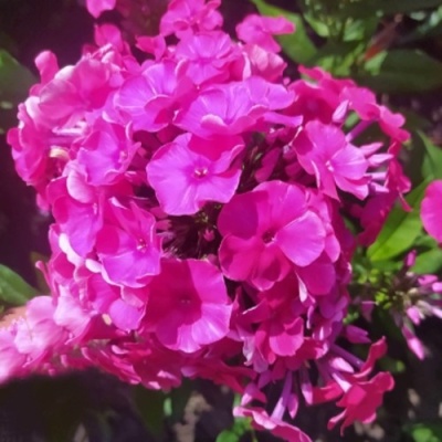 Флокс БАМБИНИ ДИЗАЙР метельчатый в Мозыре