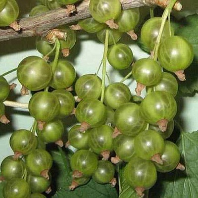 Смородина зеленоплодная ВЕРТИ в Мозыре
