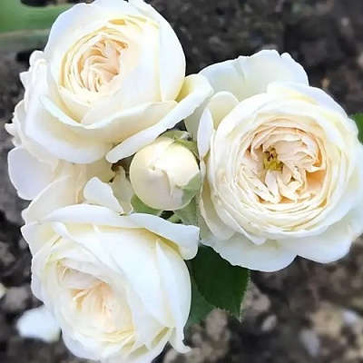 Роза АРТЕМИС шраб в Мозыре