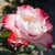 Роза НОСТАЛЬЖИ чайно-гибридная  в Мозыре
