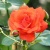Роза АНЖЕЛИКА чайно-гибридная  в Мозыре