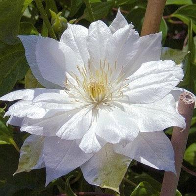 Клематис ДАЧЕСС ОФ ЭДИНБУРГ в Мозыре