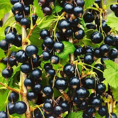Смородина чёрная ИЗЮМНАЯ в Мозыре