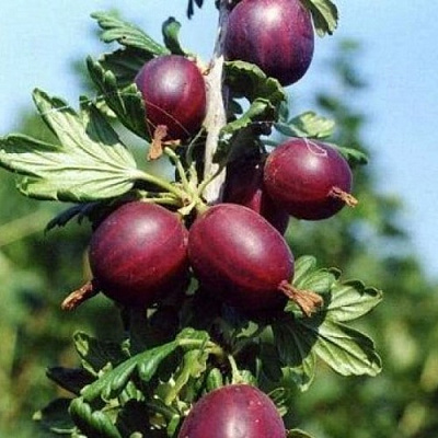 Крыжовник СЛИВОВЫЙ в Мозыре