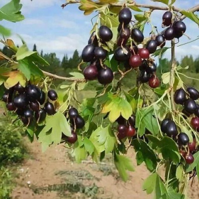 Смородина золотистая ЛЕВУШКА в Мозыре