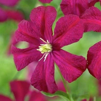 Клематис МАДАМ ДЖУЛИЯ КОРРЕВОН в Мозыре