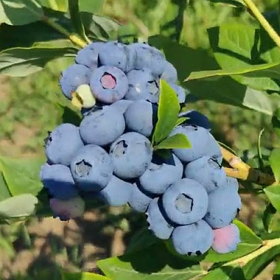 Голубика МЕГАС БЛЮ в Мозыре