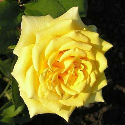 Роза ЛАНДОРА чайно-гибридная  в Мозыре