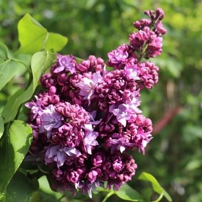 Сирень МАРШАЛ МАЛИНОВСКИЙ в Мозыре